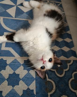 Cuccioli scottish norvegese