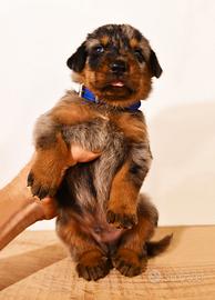 Cucciolo BEAUCERON maschio arlecchino