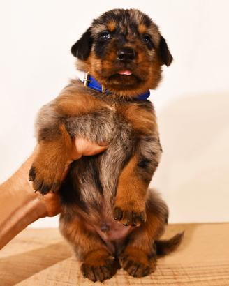 Cucciolo BEAUCERON maschio arlecchino