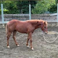 Puledri quarter horse