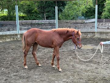 Puledri quarter horse