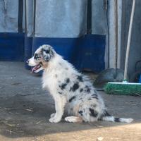 Cuccioli Australian shepherd