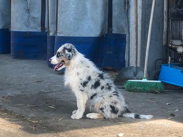 Cuccioli Australian shepherd