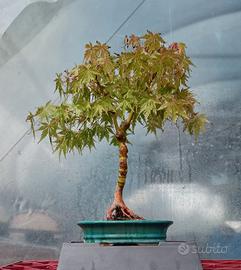 bonsai 