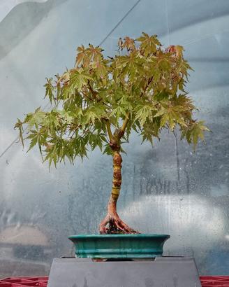 bonsai 