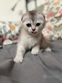 Stupende cuccioline femmine Scottish Fold
