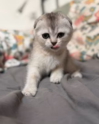Stupende cuccioline femmine Scottish Fold