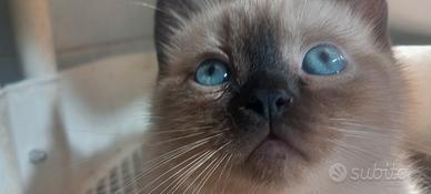 EXOTIC shorthair fold manto "siamese"