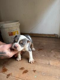 American pitbull terrier