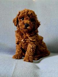 Barboncino red toy