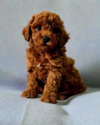 Barboncino red toy