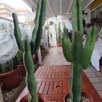 cactus euphorbia candelabroom pianta grassa