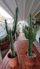 cactus euphorbia candelabroom pianta grassa