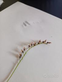 Semi pianta carnivora Drosera Capensis Alba