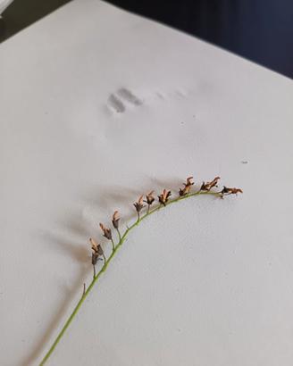 Semi pianta carnivora Drosera Capensis Alba