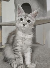 Ultimi cuccioli Maine Coon 3 mesi vaccinati pedigr
