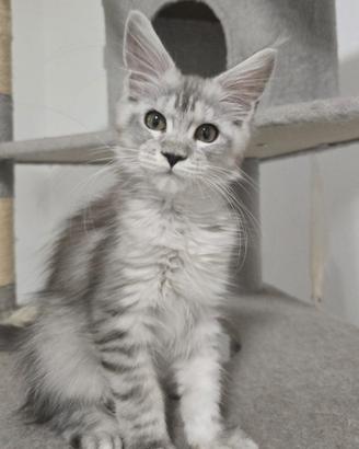 Ultimi cuccioli Maine Coon 3 mesi vaccinati pedigr