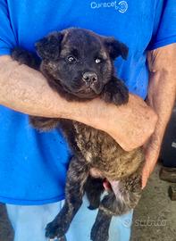 Cucciola Pastore tedesco X Mastino Pirenei