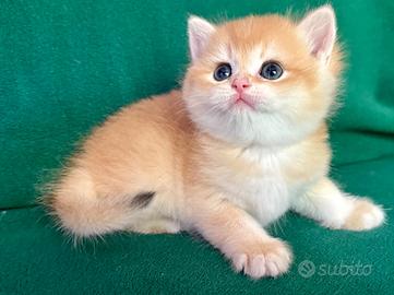 Gattini British Shorthair E Scottish