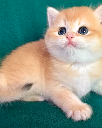 Gattini British Shorthair E Scottish