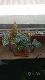 begonia maculata 