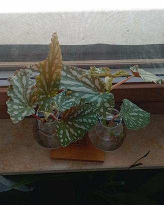 begonia maculata 