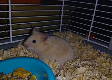 Cuccioli di criceti dorati