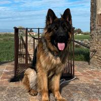 Pastore tedesco pelo lungo