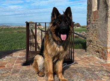 Pastore tedesco pelo lungo