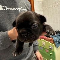 Cuccioli Bulldog Francese