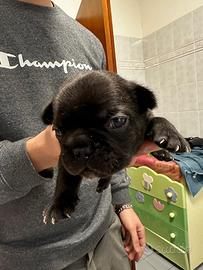 Cuccioli Bulldog Francese