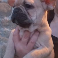 Bulldog francese