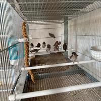 Passeri del giappone