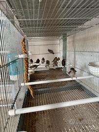 Passeri del giappone