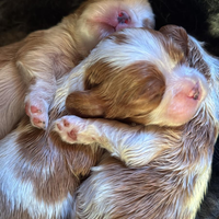 Cuccioli blenheim cavalier king