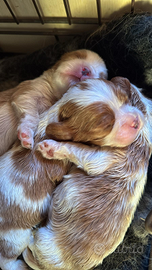 Cuccioli blenheim cavalier king