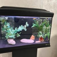 Acquario