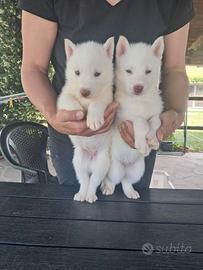 Siberian husky cuccioli con pedigree