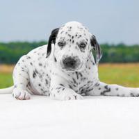 Cucciolo di Dalmata disponibile