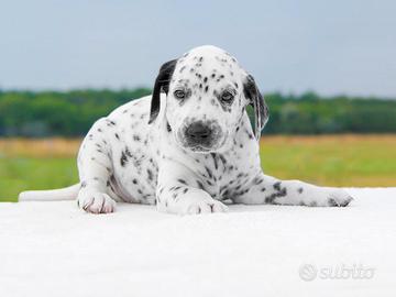 Cucciolo di Dalmata disponibile