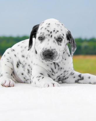 Cucciolo di Dalmata disponibile
