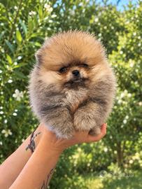 Pomerania