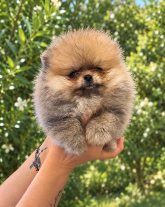 Pomerania