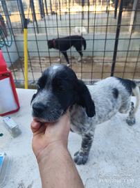 setter maschi 