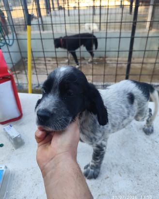setter maschi 