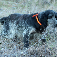 Setter Inglese pronta caccia