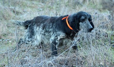 Setter Inglese pronta caccia