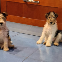Cuccioli di fox terrier