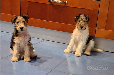 Cuccioli di fox terrier