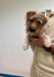 Jack Russel tricolor pelo lungo M disponibile